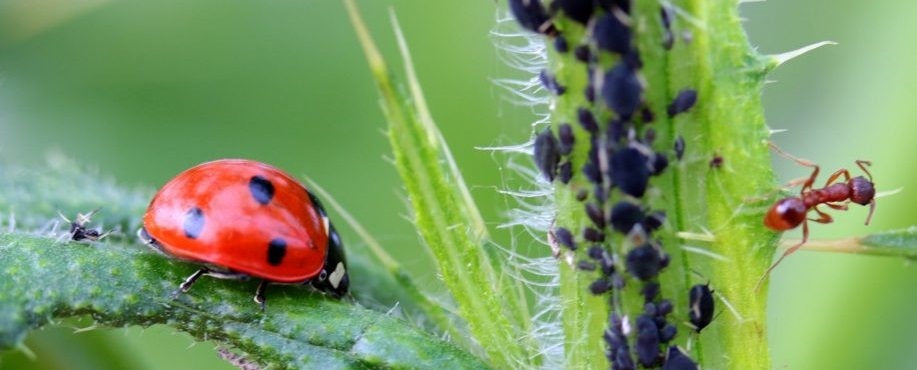 Ladybird
