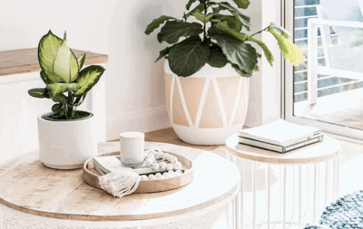 8 of the best plants for home